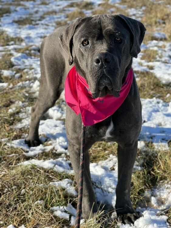 Oсиновяването остава ключова част от дейността на приюта за безстопанствени кучета в Перник