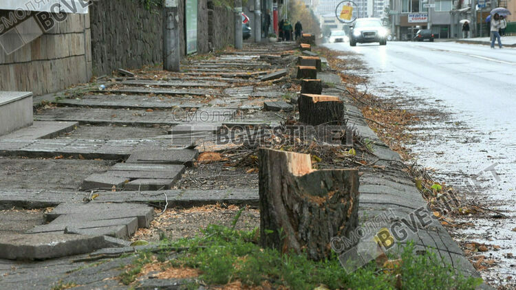 От ПП-ДБ Смолян пуснаха петиция за искане на план за сеч в града през 2026  от Община Смолян