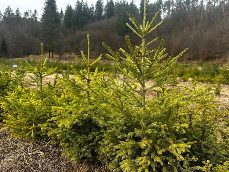 ЮЦДП – Смолян пуска 22 506 коледни елхи за празничните продажби