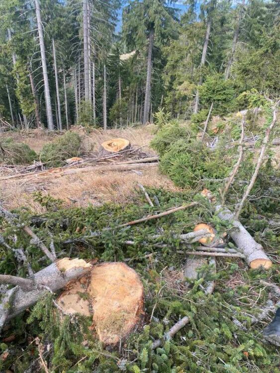 Екип на РДГ–Смолян разкри мащабна бракониерска сеч край с. Проглед