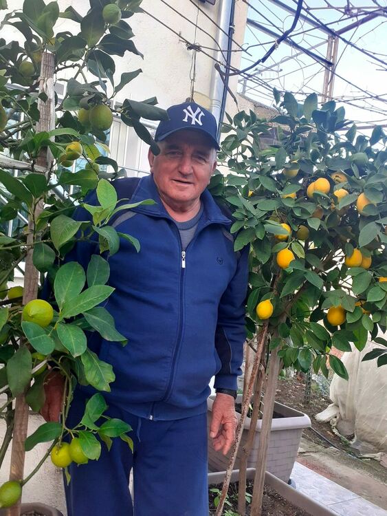 70-годишният Кязим Мюмюн от Долно Прахово отглежда лимони, които плододават седем пъти годишно