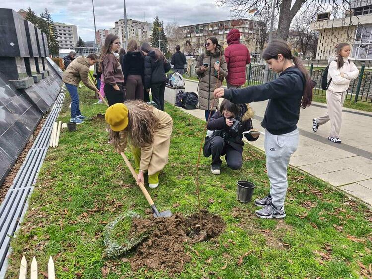 Тридесет липи бяха засадени в централната част на Перник