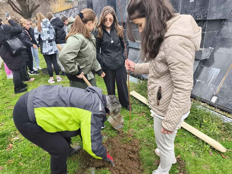 Тридесет липи бяха засадени в централната част на Перник
