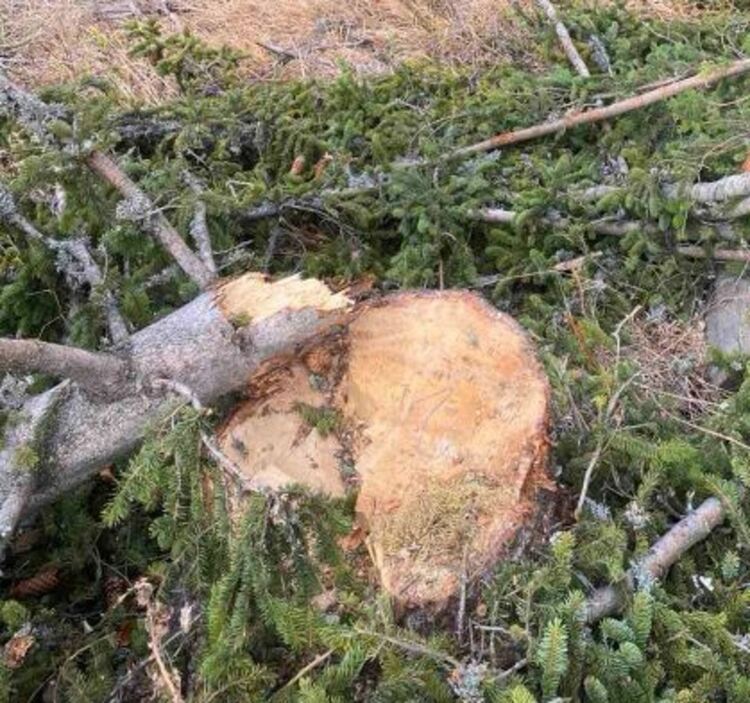 Бракониерска сеч в Смолян: 48 немаркирани бора отсечени в общински имот