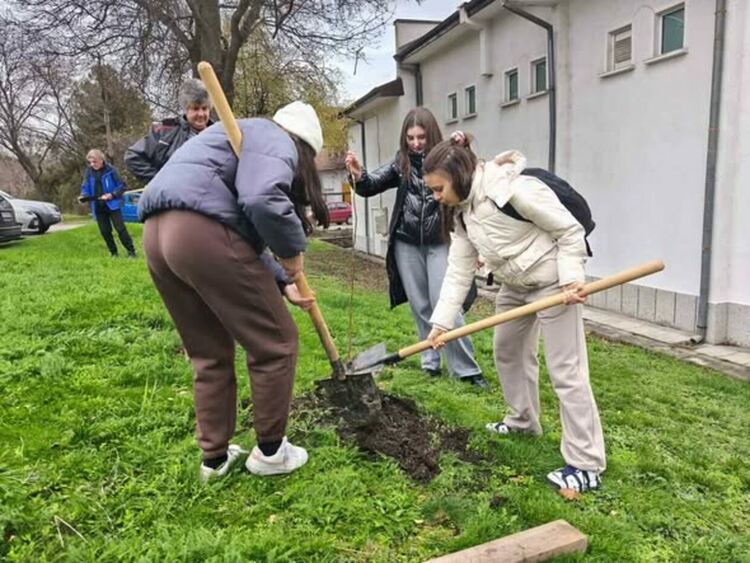 Тридесет липи бяха засадени в централната част на Перник