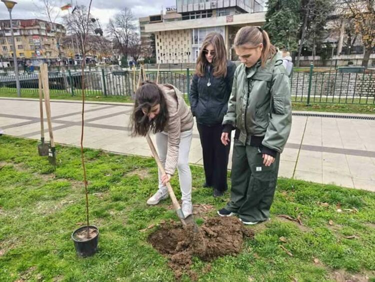 Тридесет липи бяха засадени в централната част на Перник