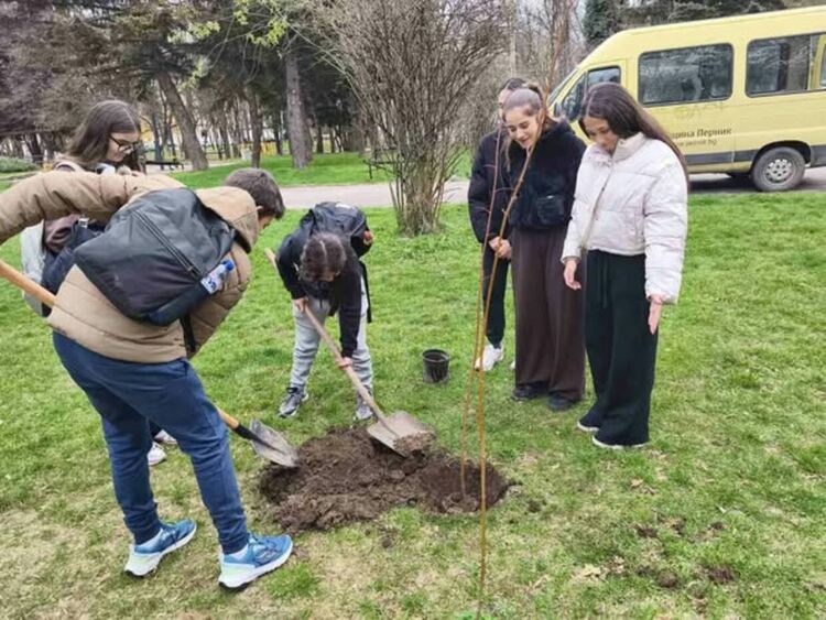 Тридесет липи бяха засадени в централната част на Перник