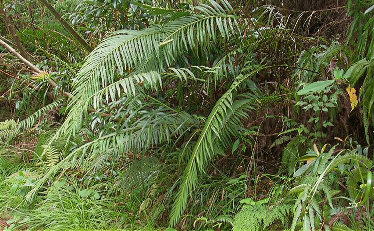Blechnum orientale - тази китайска папрат естествено образува малки кристали, съдържащи редкоземни елементи.