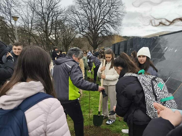 Тридесет липи бяха засадени в централната част на Перник