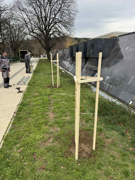 Тридесет липи бяха засадени в централната част на Перник