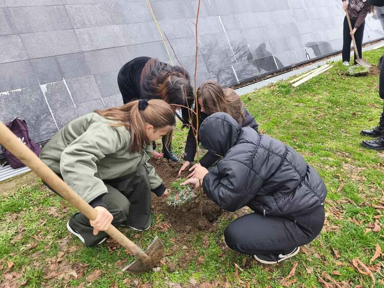 Тридесет липи бяха засадени в централната част на Перник