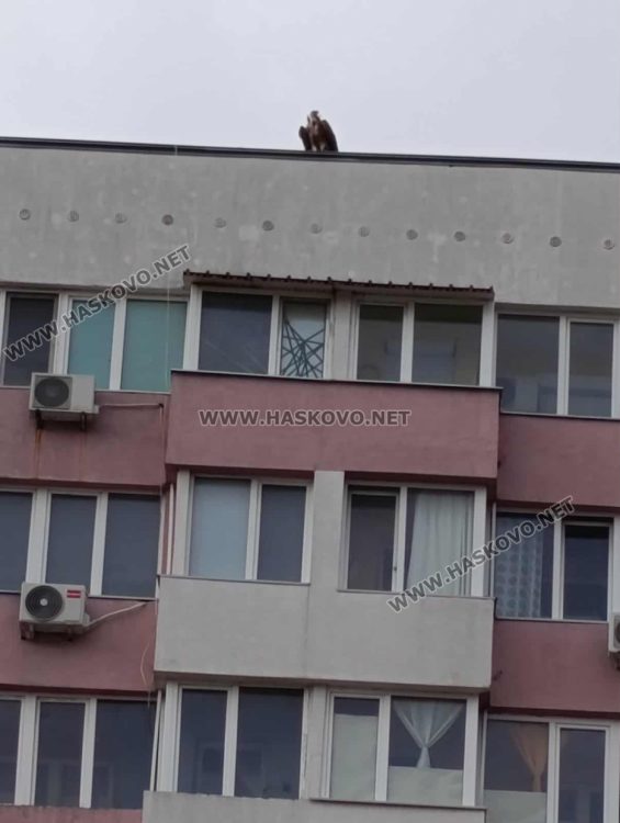 Заснеха лешояд, кацнал на блок в хасковския квартал „Орфей“