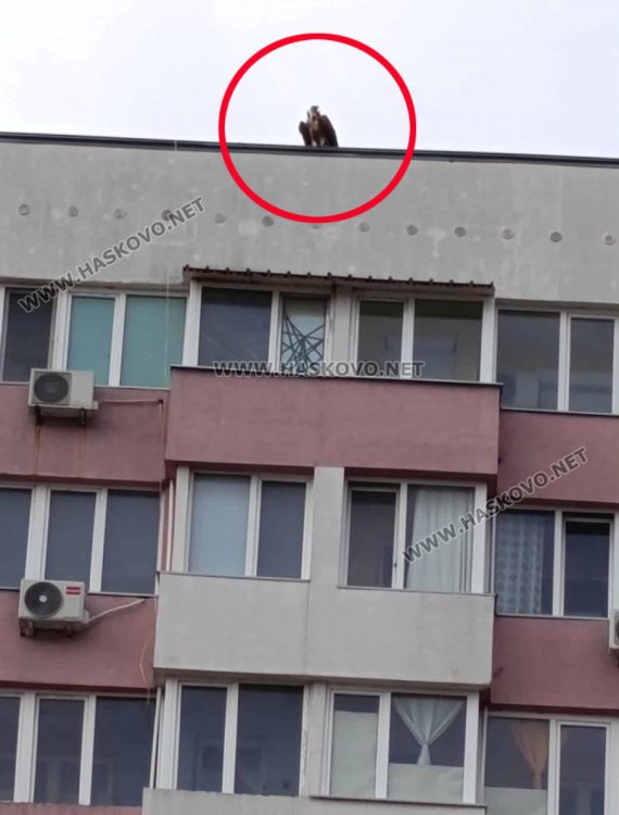 Заснеха лешояд, кацнал на блок в хасковския квартал „Орфей“