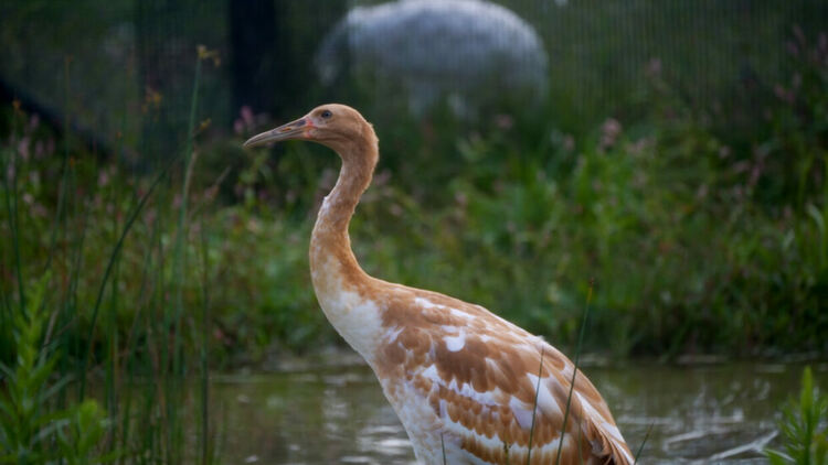 Френски институт: Птичият грип крие риск от пандемия, по-лоша от тази от COVID-19