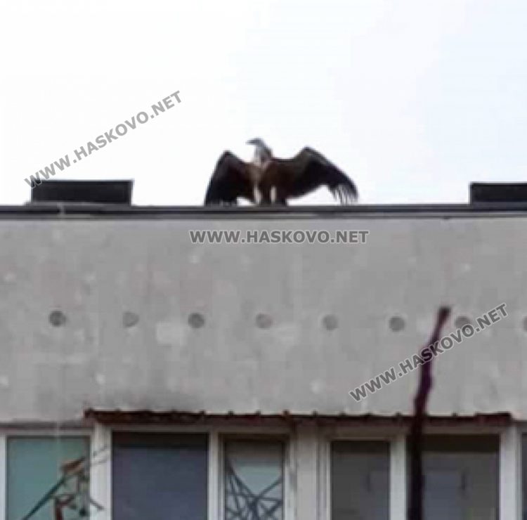 Заснеха лешояд, кацнал на блок в хасковския квартал „Орфей“