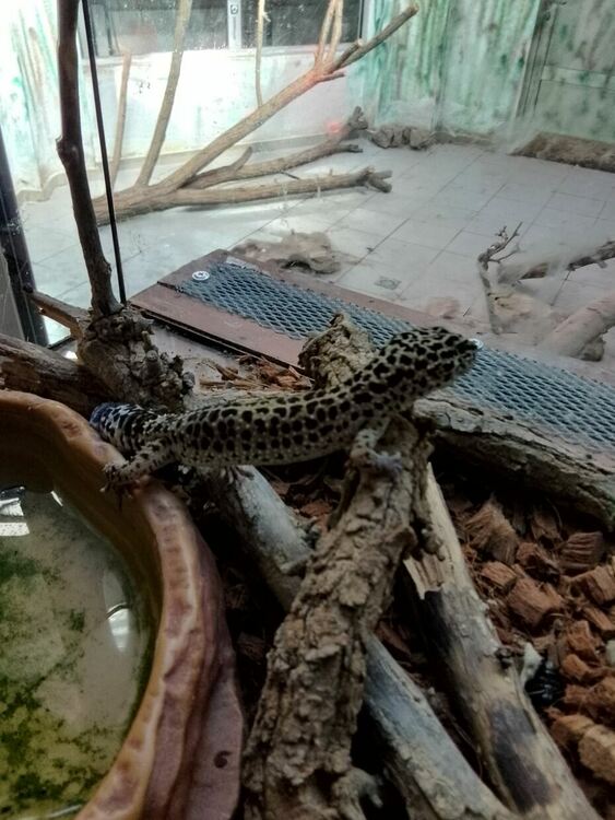 Гекони и тарантули, спасени от контрабанда, са предоставени на Терариума в Минерални бани