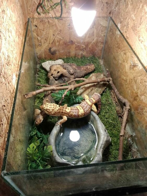 Гекони и тарантули, спасени от контрабанда, са предоставени на Терариума в Минерални бани