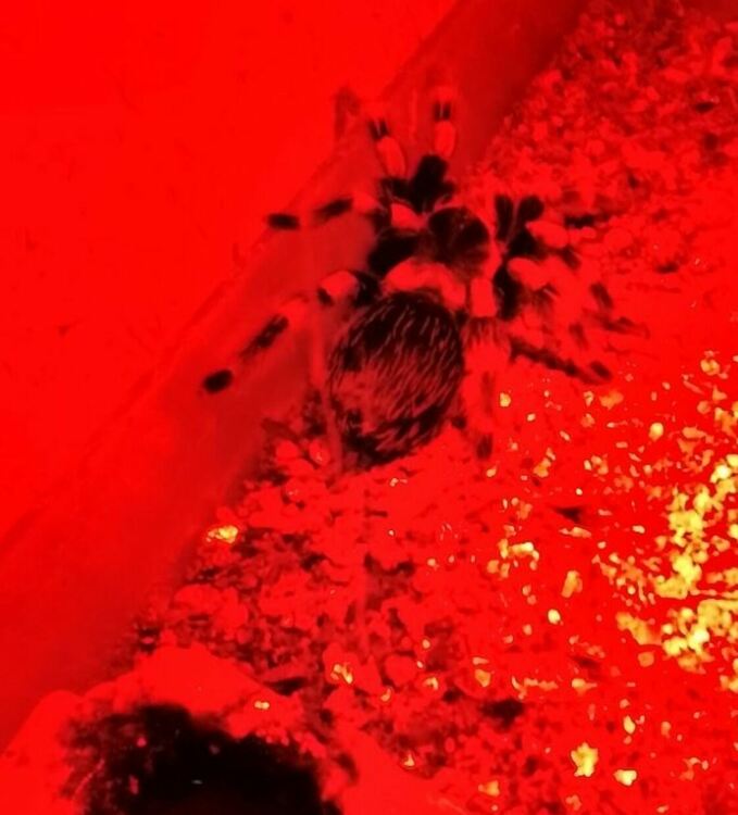 Гекони и тарантули, спасени от контрабанда, са предоставени на Терариума в Минерални бани