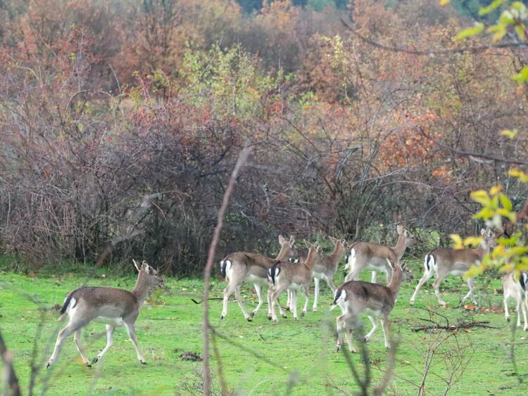 Многообразието на природата в община Ардино