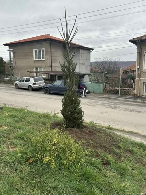  Елхата на квартала – нека я украсим ЗАЕДНО! 