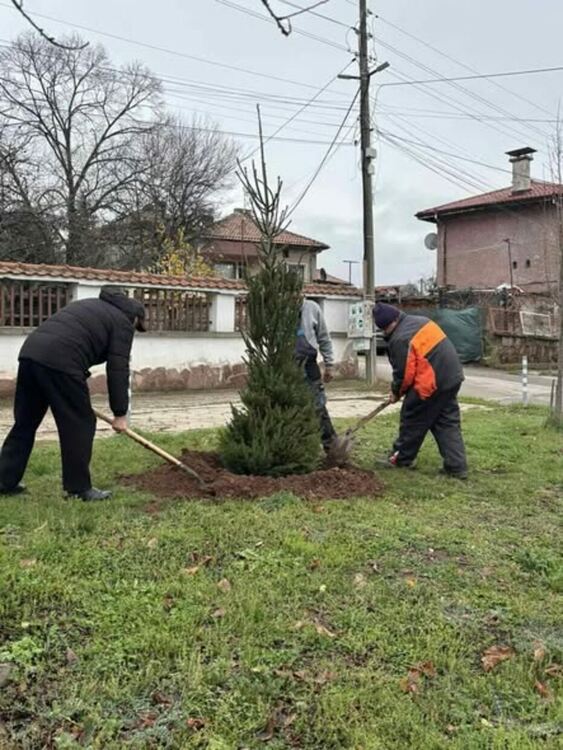  Елхата на квартала – нека я украсим ЗАЕДНО! 