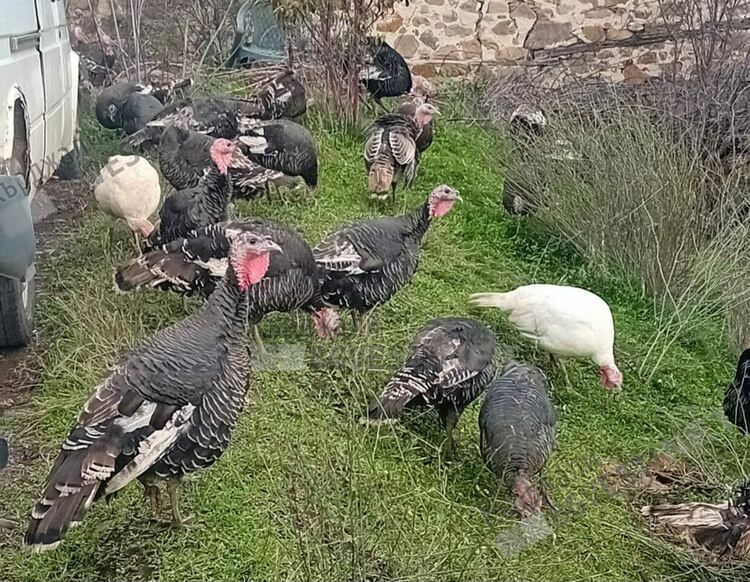 Коледни пуйки се предлагат за празничната трапеза на кърджалийци,търгуват се онлайн