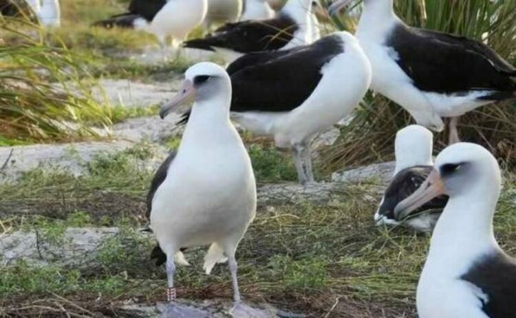 Уиздъм е тази с червена лента на десния си крак. На нея е гравиран код Z333. Тази идентификация е ясно видима през бинокли и телескопи, което позволява на наблюдателите да проследяват движенията ѝ в гнездовата колония.