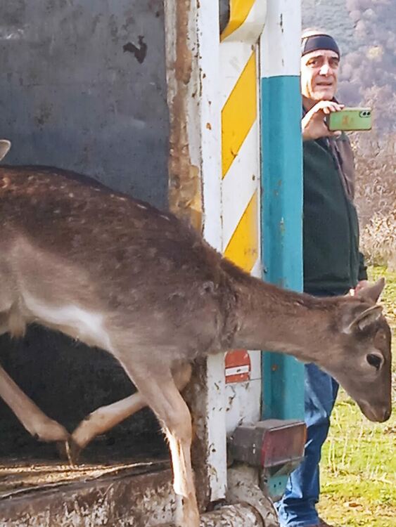 Традиционно разселване на елени лопатари в Подкова и Чуково