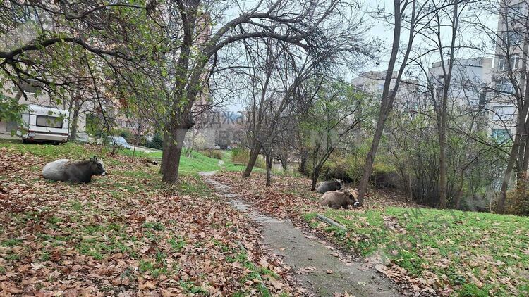 Жителите на „Възрожденци“:Назначете кравите на Айдън в ОБЧ,хем косят,хем торят!