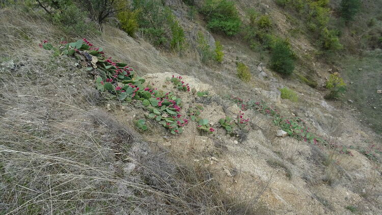 Снимка РИОСВ Хасково