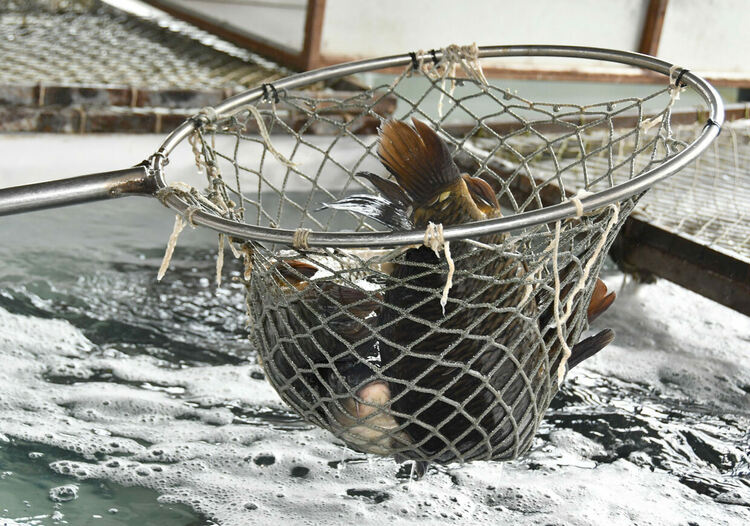 Шаранът в Хасково е около лев по-скъп от миналата година ден преди Никулден