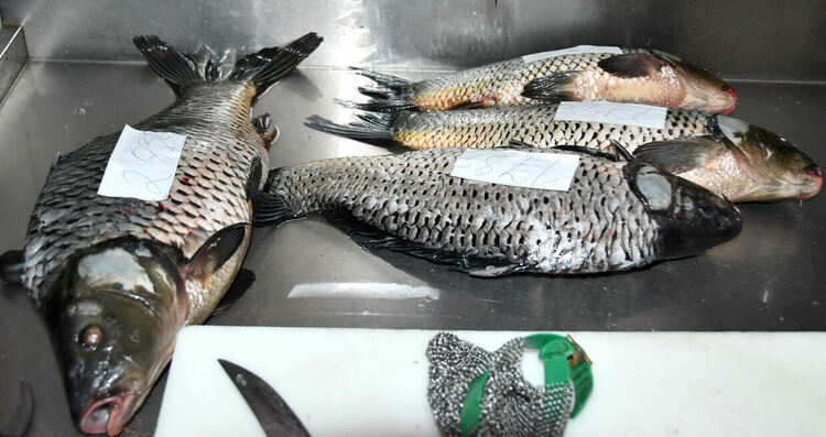 Шаранът в Хасково е около лев по-скъп от миналата година ден преди Никулден