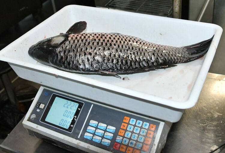 Шаранът в Хасково е около лев по-скъп от миналата година ден преди Никулден