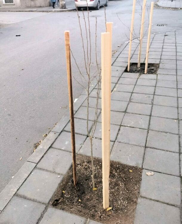 Повече от 500 бр. фиданки раздаде безвъзмездно община Асеновград