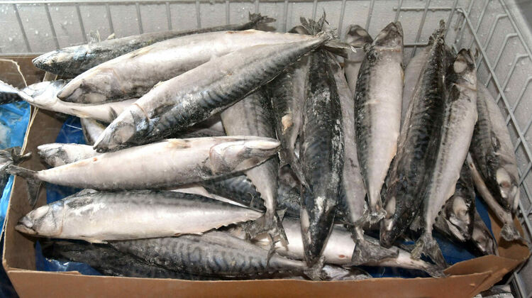 Шаранът в Хасково е около лев по-скъп от миналата година ден преди Никулден