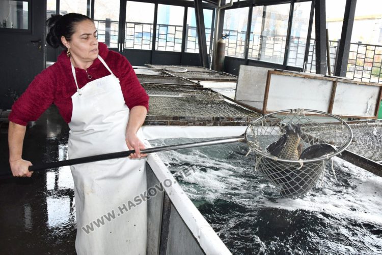 Шаранът в Хасково е около лев по-скъп от миналата година ден преди Никулден