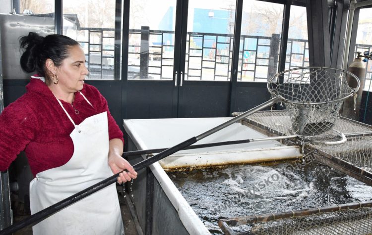 Шаранът в Хасково е около лев по-скъп от миналата година ден преди Никулден