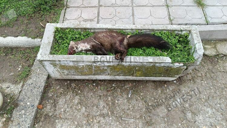 Убит пор  вмирисва центърът на Кърджали