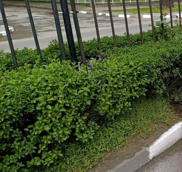 Озеленяват 84 места в Асеновград по Програма "Околна среда" 2021 - 2027 г. 