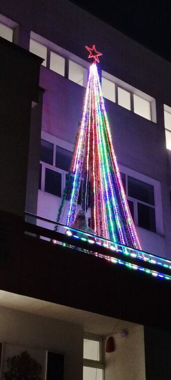 Грейна елхата в СУ “П. Р. Славейков”