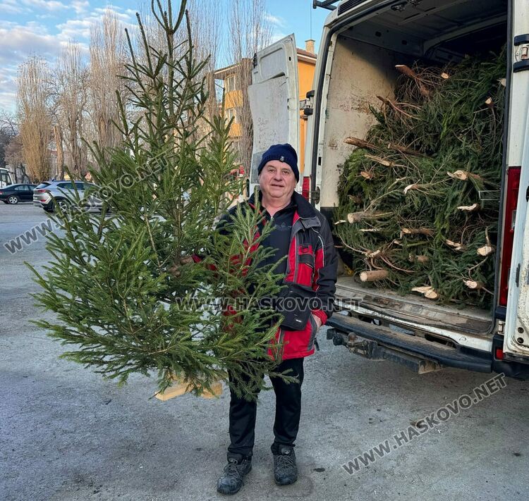 Първите живи коледни елхи от Смолянския балкан вече са на пазара
