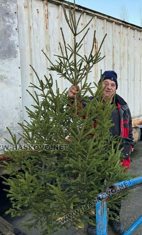 Първите живи коледни елхи от Смолянския балкан вече са на пазара