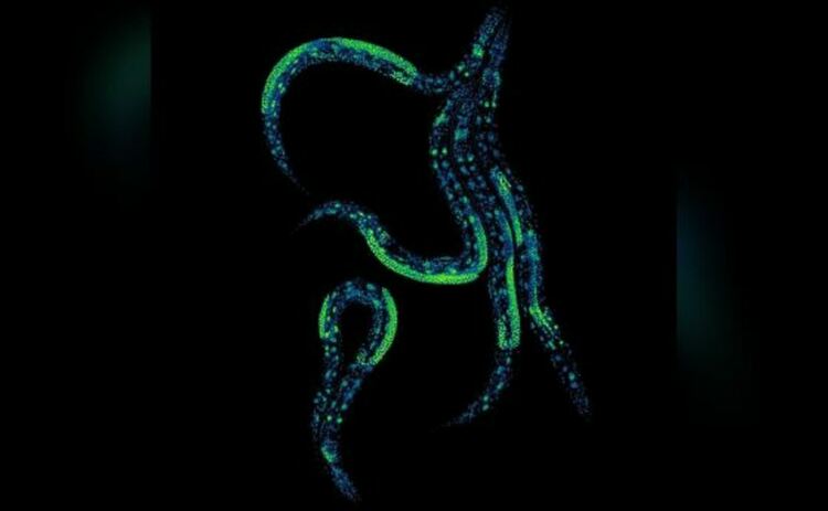 Пет Caenorhabditis elegans в изследователските лаборатории на Центъра за геномна регулация.