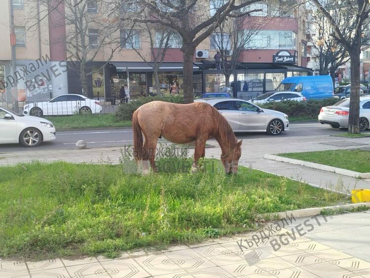 Стотици порции яхния с картофи от конско месо се разхождат по бул.&ldquo;Христо Ботев&ldquo;,време е за общоградски курбан