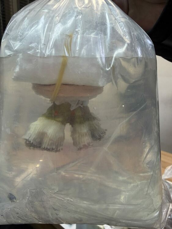 Първи случай на задържани живи корали в автобус