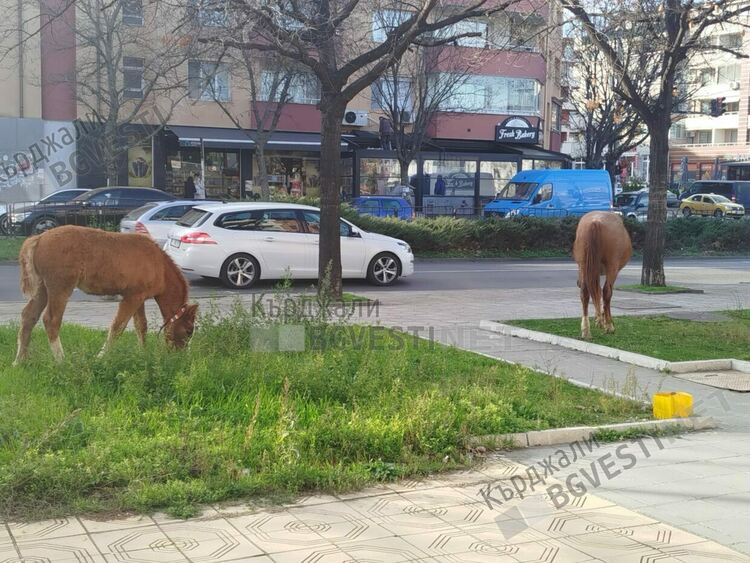 Стотици порции яхния с картофи от конско месо се разхождат по бул.&ldquo;Христо Ботев&ldquo;,време е за общоградски курбан