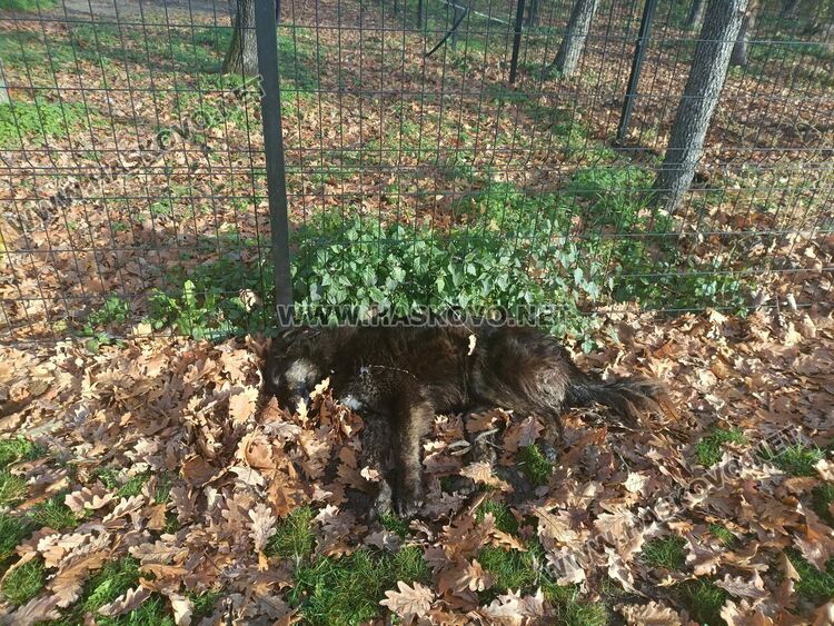 Нов&nbsp;случай&nbsp;на&nbsp;отровено&nbsp;куче в&nbsp;Хасково