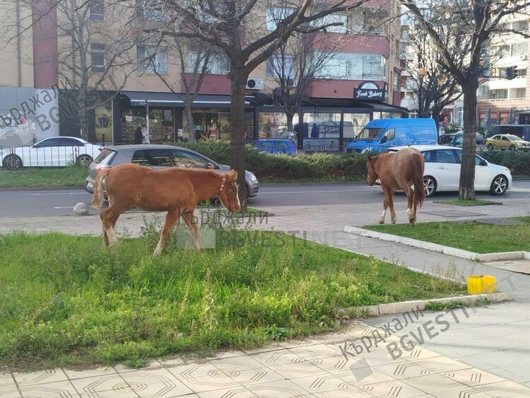 Стотици порции яхния с картофи от конско месо се разхождат по бул.&ldquo;Христо Ботев&ldquo;,време е за общоградски курбан