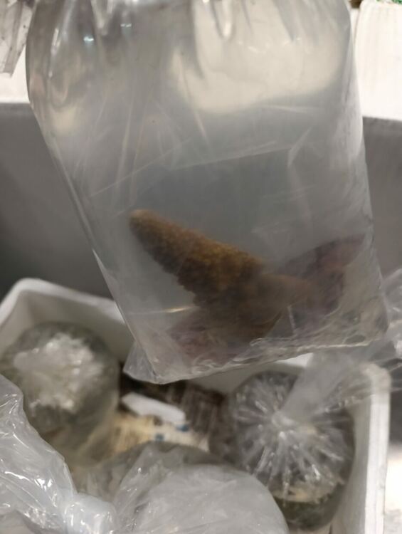 Първи случай на задържани живи корали в автобус