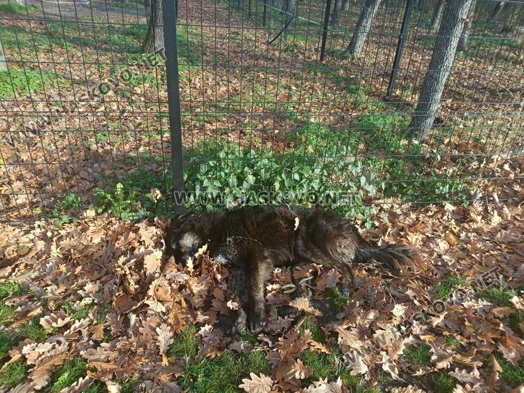 Нов&nbsp;случай&nbsp;на&nbsp;отровено&nbsp;куче в&nbsp;Хасково